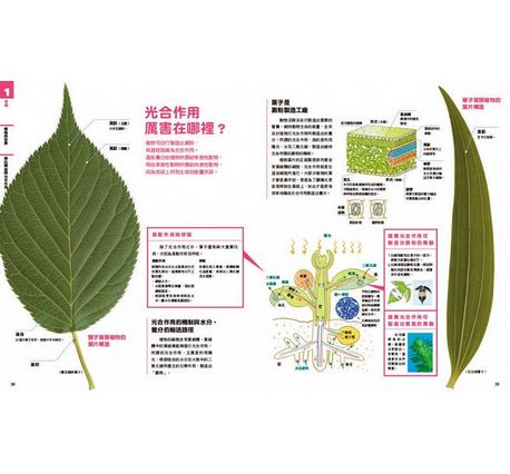 中小學生必讀科學常備用書：NEW全彩圖解觀念生物、地球科學、化學、物理（全套4冊）